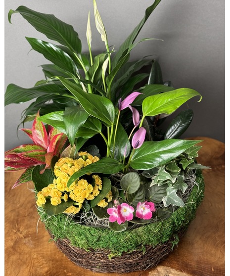 Plants