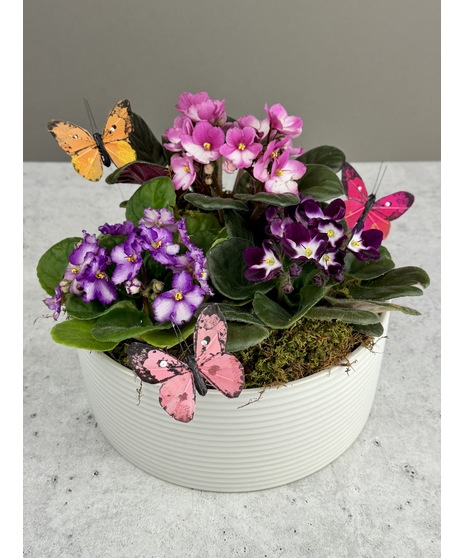 Violets & Butterflies