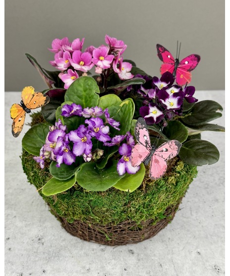 African violets in pink and purple arranged with moss and decorative butterflies in a basket or white ceramic bowl.