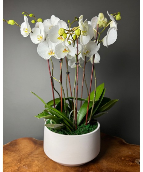 Regal Orchids