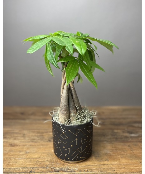 money tree zodiac plant in capricorn pot