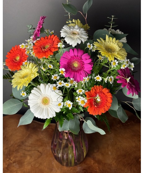 Gerbera Baby