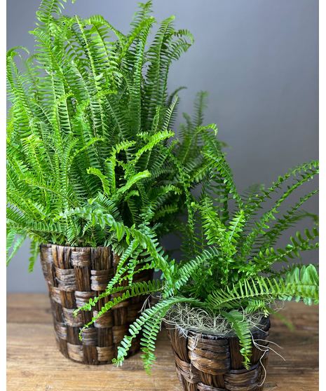 Pet Friendly Fern