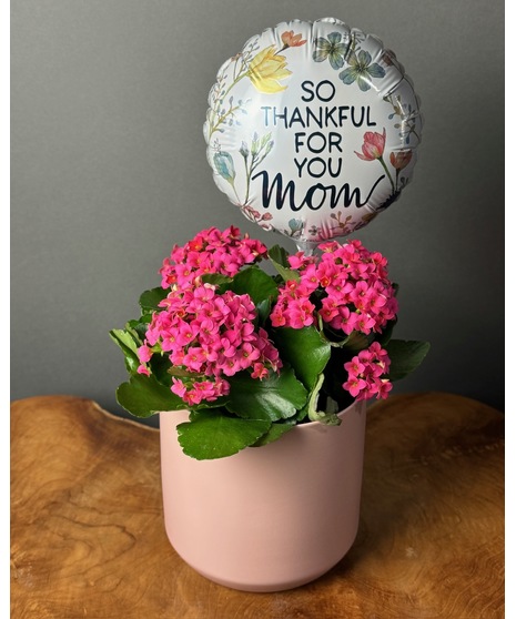 Blooming Succulent for Mom