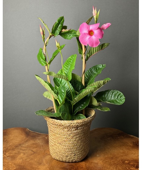 Mandevilla Trellis - 6 inch