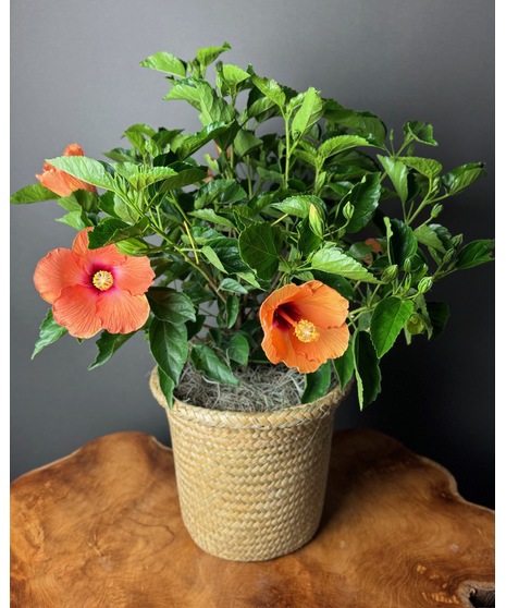 Hibiscus Bush