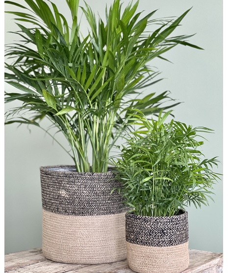A lush palm plant in a stylish woven basket, available in 6-inch, 8-inch, or 10-inch sizes, perfect for adding natural elegance to any room.