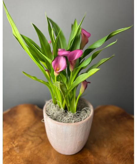 Calla Lily Plant