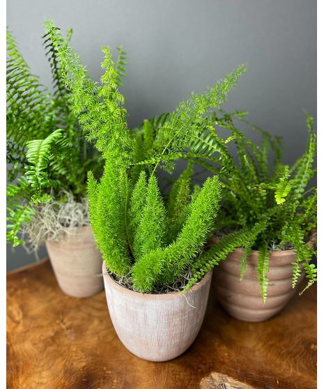 ferns in terracotta plant