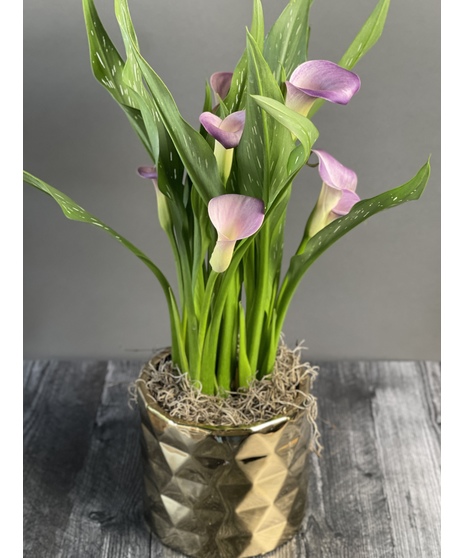 Calla Lily Plant
