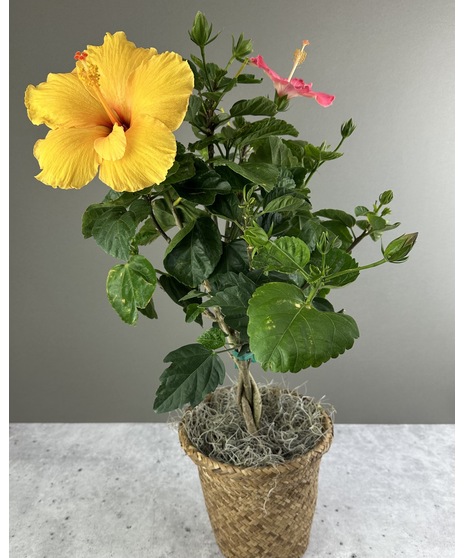 Hibiscus Bush