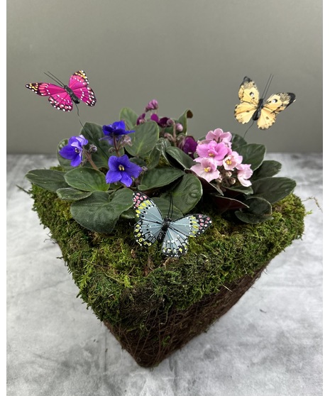 Violets & Butterflies