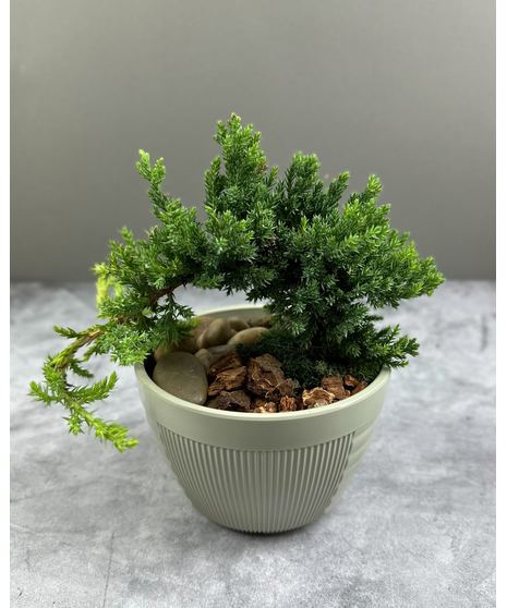 Juniper Bonsai