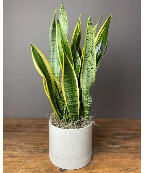 Growing Art Sansevieria