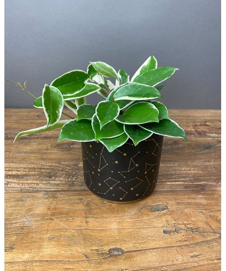 hoya plant with astrological planter