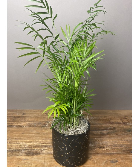 bella palm plant