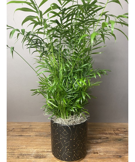 bella palm plant
