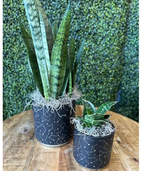 snake plant in modern container