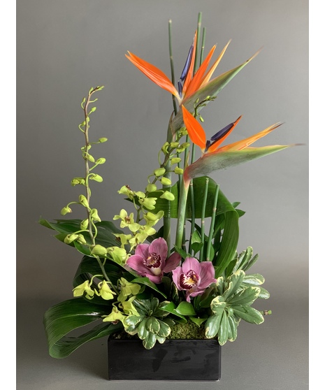 Exotic Grace
