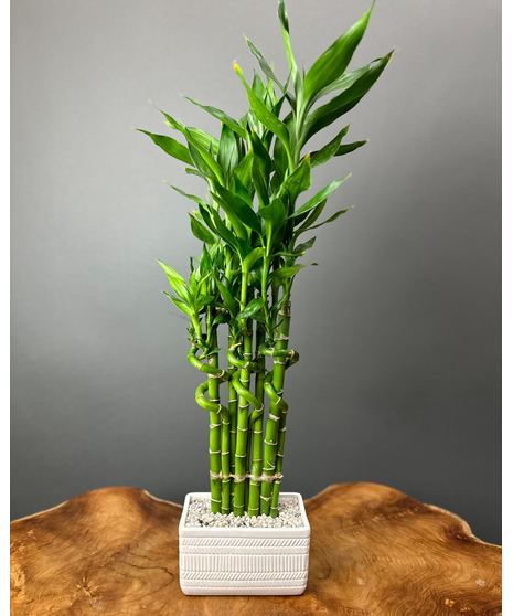 Good Luck Bamboo