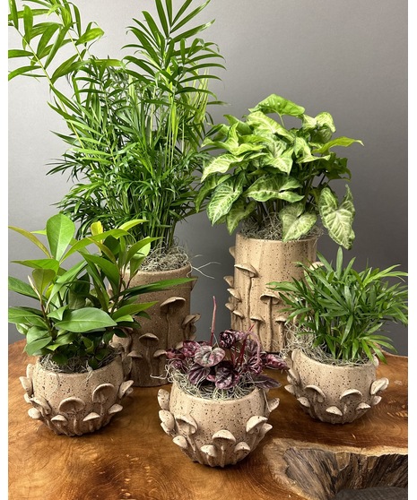 Green Plants