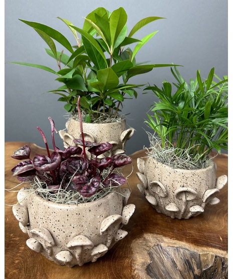Green Plants