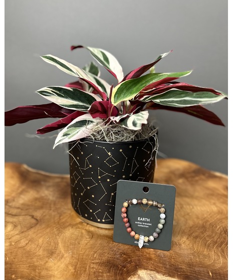 stromanthe triostar plant
