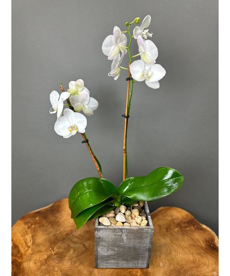 Imperial Orchid
