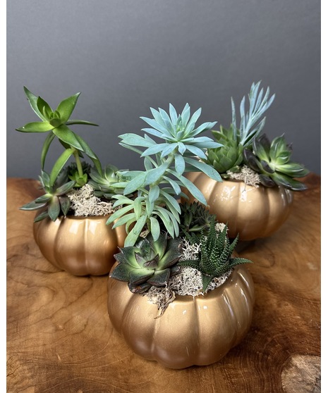 Golden Succulents