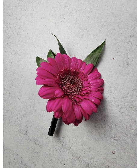 close up picture of gerbera daisy