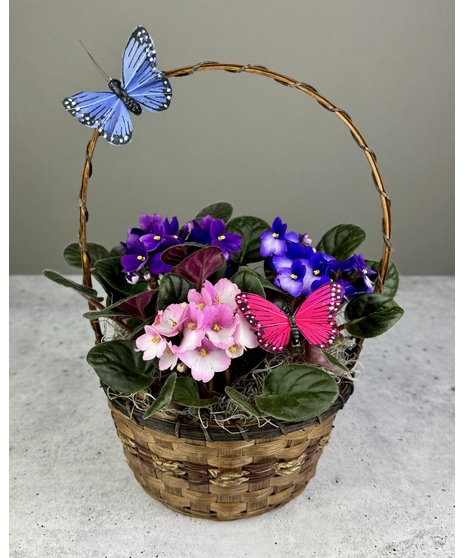 Violets & Butterflies