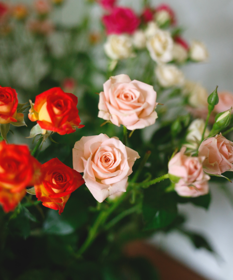Spray Roses