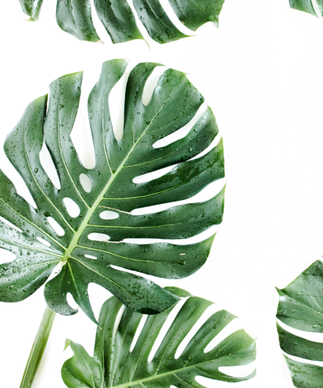 Monstera Leaves