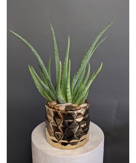 A beautiful aloe plant presented in a chic gold ceramic pot, available in 4-inch or 6-inch sizes, perfect for a stylish and meaningful gift.