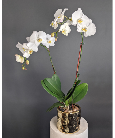 Golden Orchid