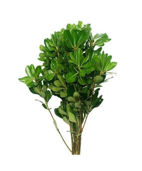 Pittosporum