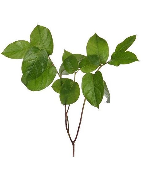 Salal Tips