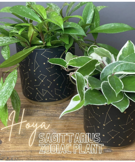 Sagittarius Zodiac Plant - Hoya