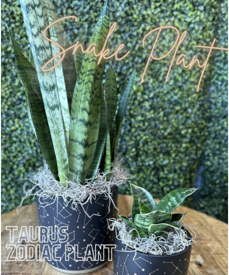 Taurus Zodiac Plant - Snake Plant