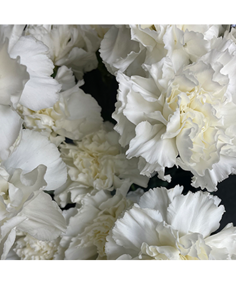 Bulk Carnations - White