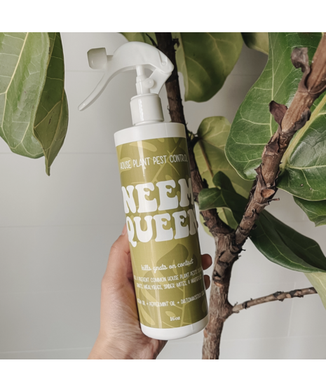 Neem Queen | House Plant Pest Control