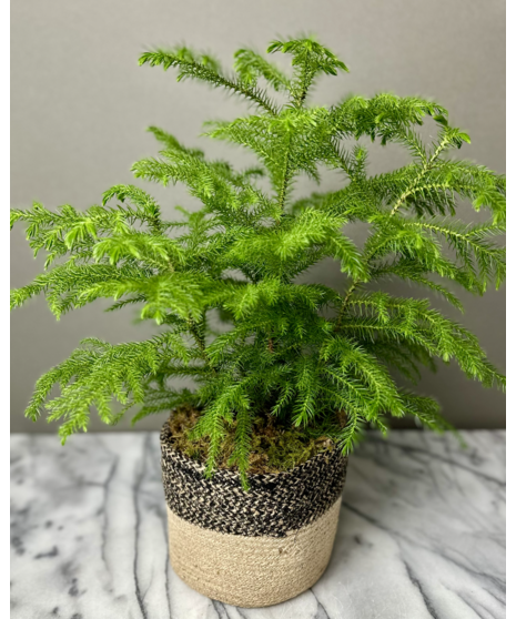 A Norfolk Pine plant with soft, feathery foliage in a woven jute basket. Perfect for home decor or gifting.