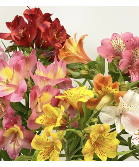 Bulk Alstroemeria