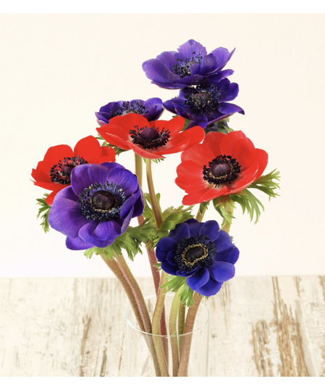 Bulk Anemone