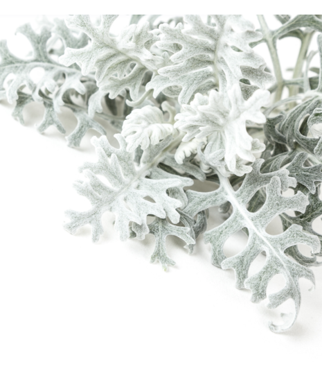 Bulk Artemisia (Dusty Miller)