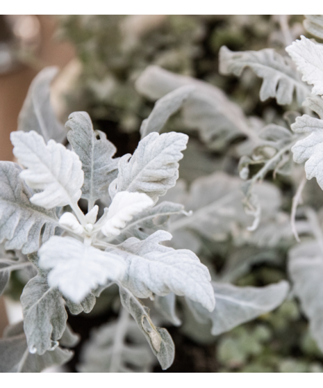 Fresh Bulk Artemisia (Dusty Miller) greenery available in Broad Leaf or Lacey Leaf varieties, sold in 5-stem bunches for DIY floral arrangements and events.