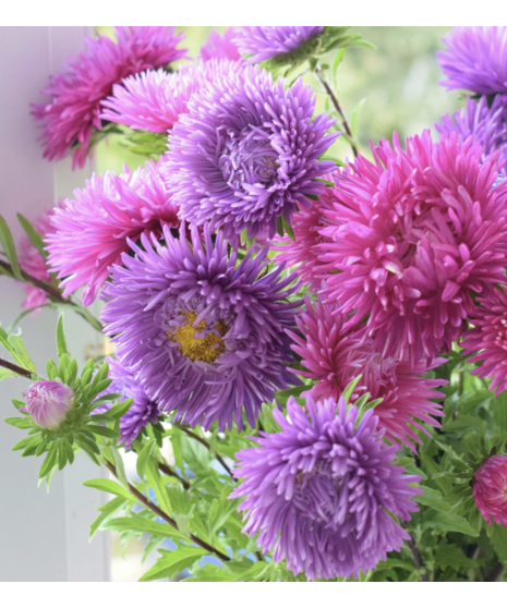 Bulk Aster Matsumoto