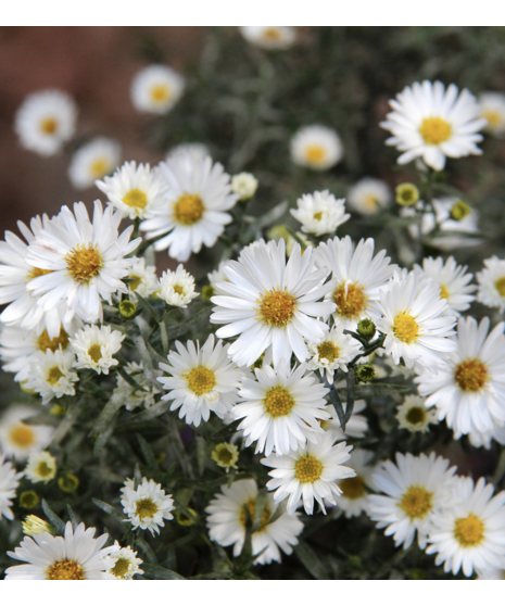Fresh Bulk Monte Casino Asters in white or purple, sold in 5–7 stem bunches with multiple spray blooms per stem for DIY floral arrangements and events.
