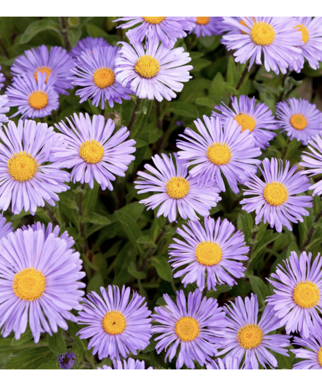 Bulk Monte Casino Asters