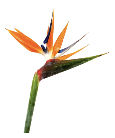 Bulk Birds of Paradise